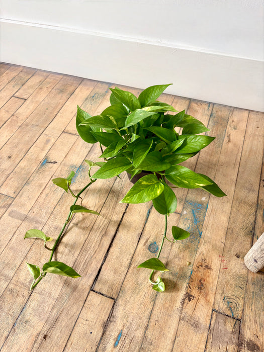 Golden Pothos (Epipremnum Aureum) - Easy-Care Trailing Plant in 6" Pot