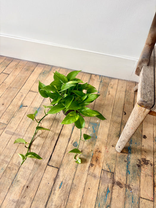 Golden Pothos (Epipremnum Aureum) - Easy-Care Trailing Plant in 6" Pot