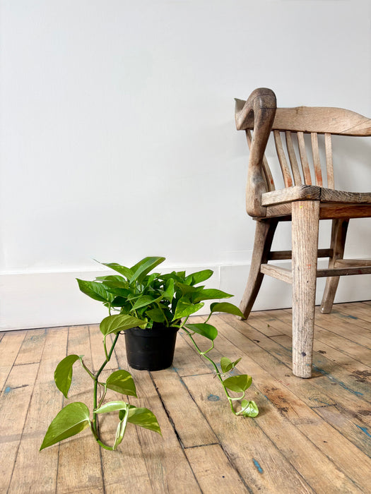 Golden Pothos (Epipremnum Aureum) - Easy-Care Trailing Plant in 6" Pot