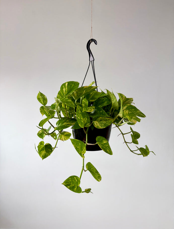 Easy Care Plants
