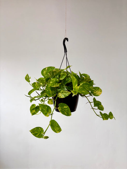 Golden Pothos (Epipremnum Aureum) - Easy-Care Hanging Plant