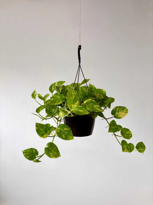 Golden Pothos (Epipremnum Aureum) - Easy-Care Hanging Plant