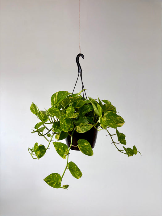 Golden Pothos (Epipremnum Aureum) - Easy-Care Hanging Plant