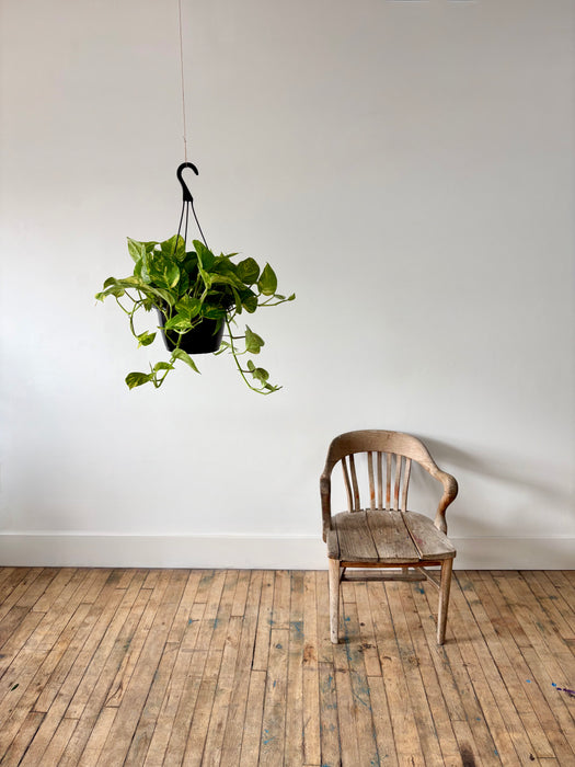 Golden Pothos (Epipremnum Aureum) - Easy-Care Hanging Plant
