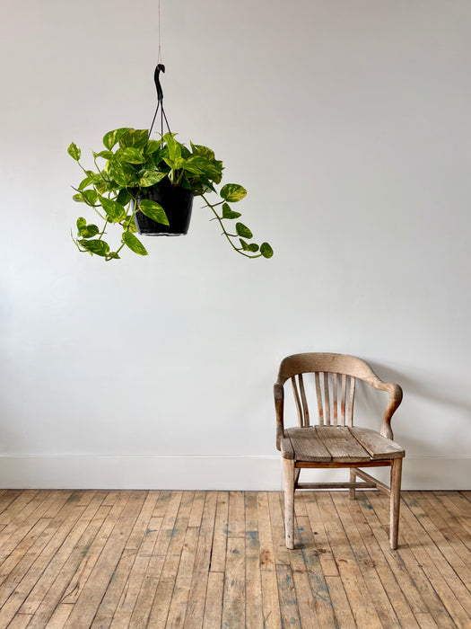 Golden Pothos (Epipremnum Aureum) - Easy-Care Hanging Plant