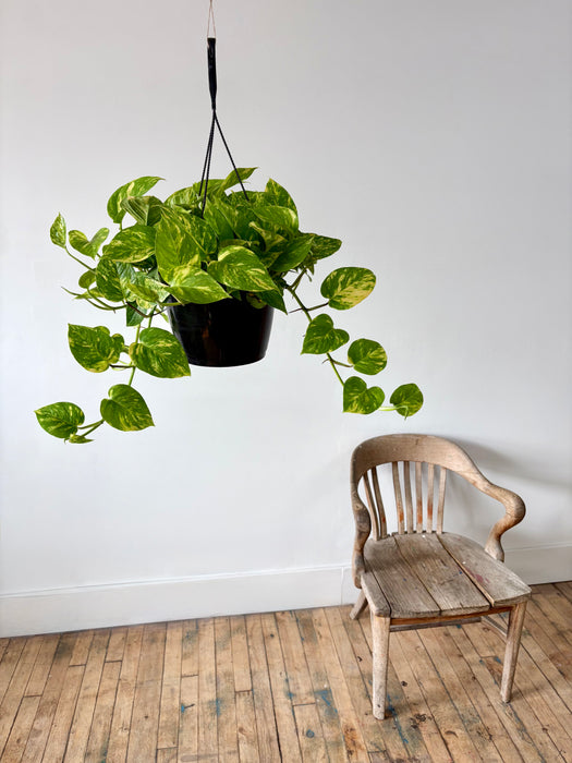Golden Pothos (Epipremnum Aureum) - Easy-Care Hanging Plant
