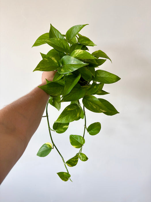 Golden Pothos (Epipremnum Aureum) - Easy-Care Trailing Plant in 6" Pot