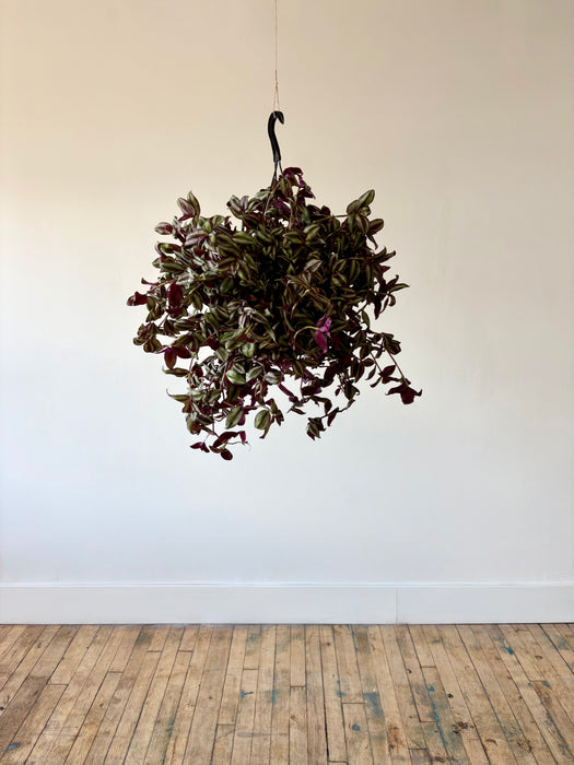 Tradescantia - Vibrant Trailing Hanging Plant