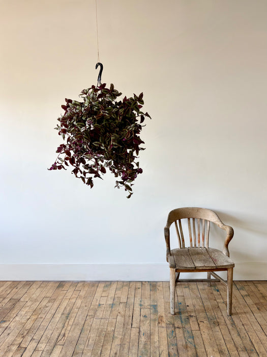 Tradescantia - Vibrant Trailing Hanging Plant