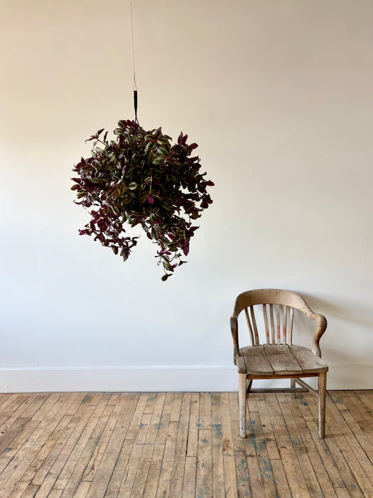 Tradescantia - Vibrant Trailing Hanging Plant