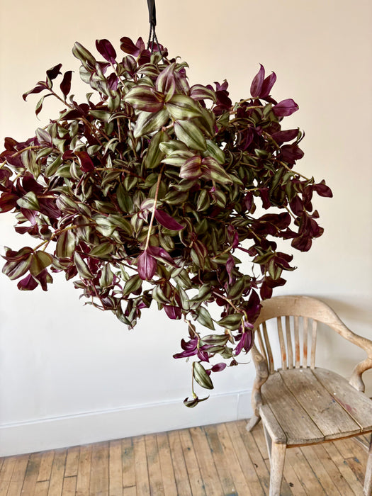 Tradescantia - Vibrant Trailing Hanging Plant