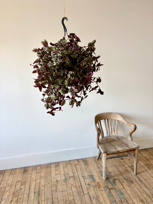Tradescantia - Vibrant Trailing Hanging Plant