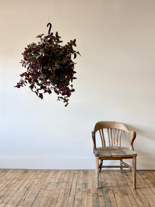 Tradescantia - Vibrant Trailing Hanging Plant