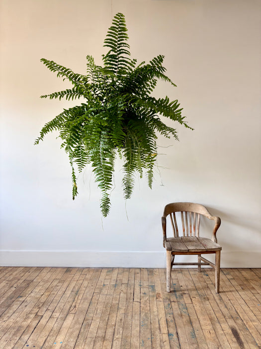Macho Fern (Nephrolepis Biserrata) - Bold Hanging Fern