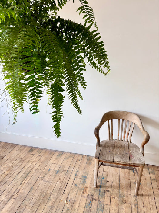 Macho Fern (Nephrolepis Biserrata) - Bold Hanging Fern