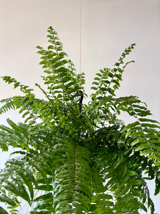 Macho Fern (Nephrolepis Biserrata) - Bold Hanging Fern