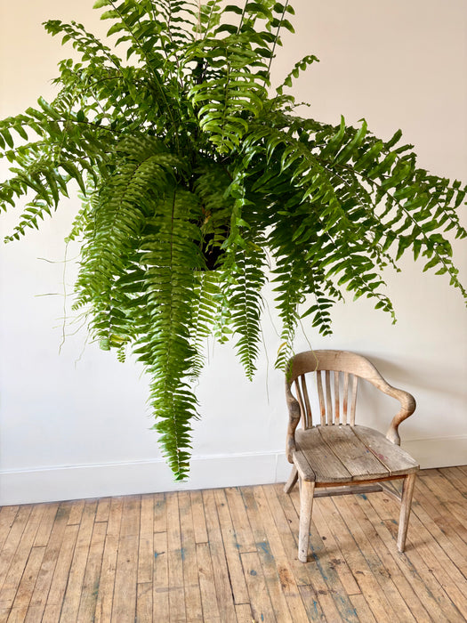 Macho Fern (Nephrolepis Biserrata) - Bold Hanging Fern