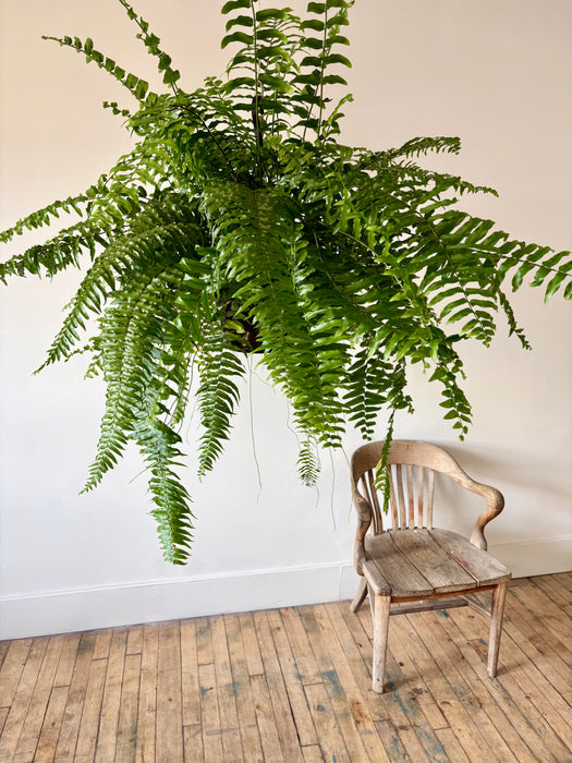 Macho Fern (Nephrolepis Biserrata) - Bold Hanging Fern