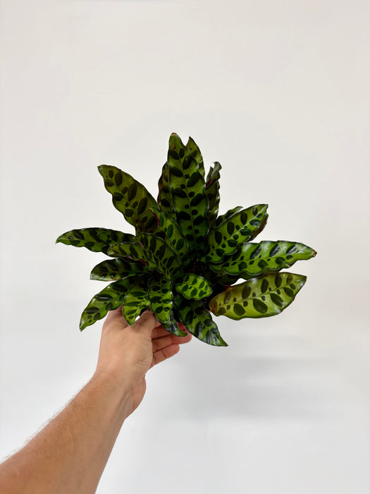 Calathea Lancifolia (Rattlesnake Plant) – Striking Statement Plant in 6" Pot