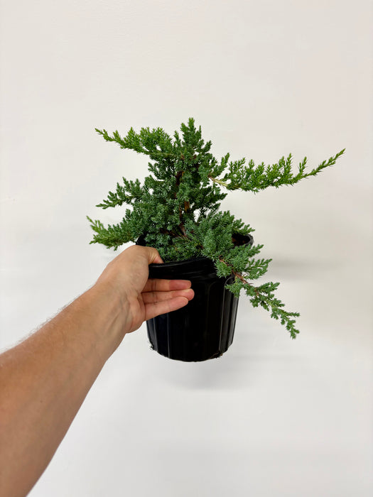 Juniper Bonsai (Juniperus) – Artisan Statement Plant in 6" Pot