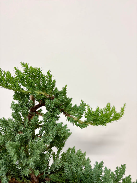 Juniper Bonsai (Juniperus) – Artisan Statement Plant in 6" Pot