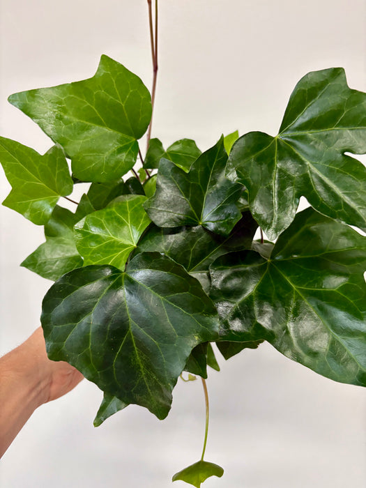 English Ivy (Hedera Helix) – Classic Trailing Plant in 6" Pot