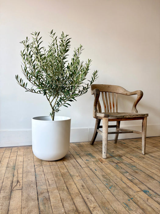 Olive Tree (Olea Europaea) - Mediterranean Statement Tree