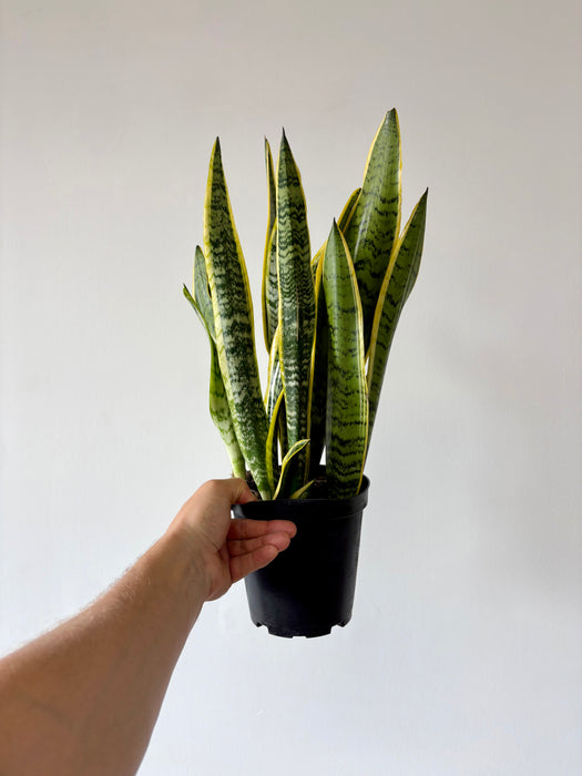 Snake Plant Laurentii (Sansevieria) – Air-Purifying Statement Plant in 6" Pot