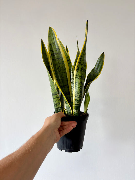 Snake Plant Laurentii (Sansevieria) – Air-Purifying Statement Plant in 6" Pot