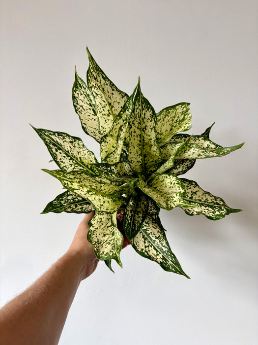 Aglaonema Spring Snow - Variegated Low-Light Tropical Plant | 6 Inch Pot