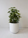 Potted plant in a white pot on a light wooden floor with a white wall background