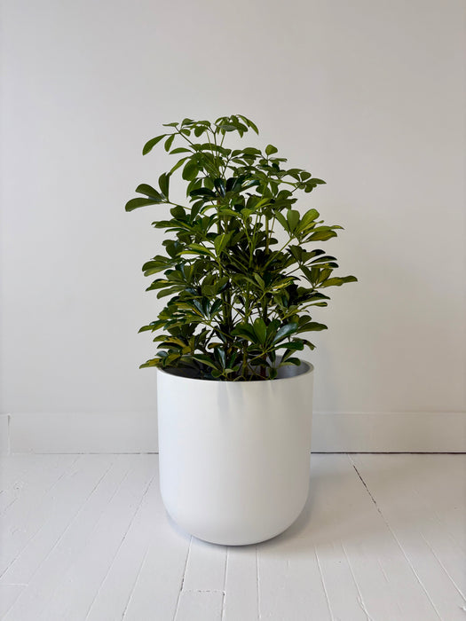 Potted plant in a white pot on a light wooden floor with a white wall background