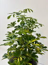 Potted plant with green leaves on a white background