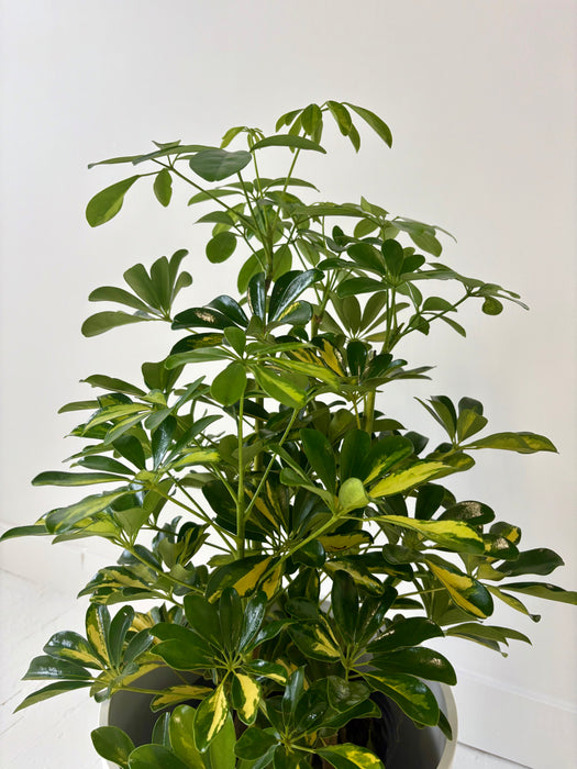 Potted plant with green leaves on a white background