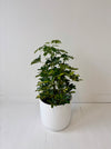 Potted plant in a white pot on a white floor with a white wall background