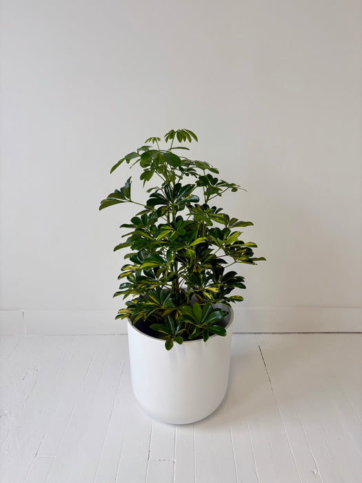 Potted plant in a white pot on a white floor with a white wall background