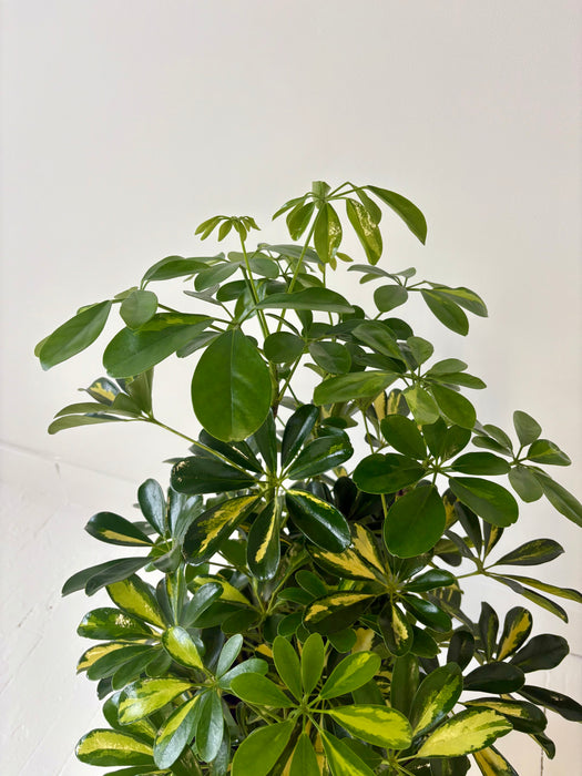 Green potted plant against a plain white background