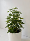 Potted plant with green leaves in a white pot on a white floor and wall