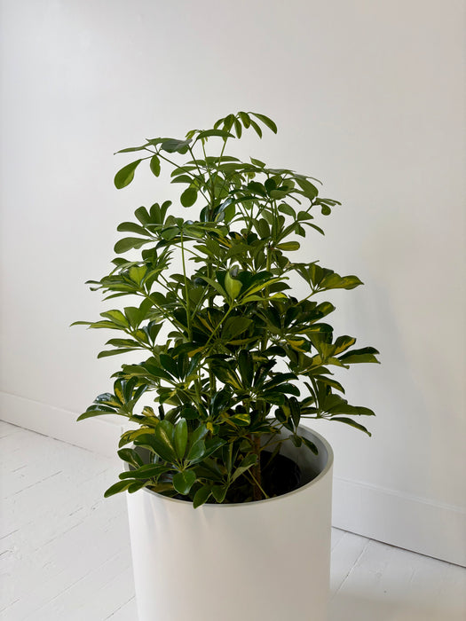 Potted plant with green leaves in a white pot on a white floor and wall