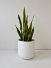 Potted snake plant on a white floor with a plain white wall background