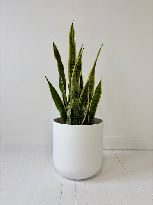 Potted snake plant on a white floor with a plain white wall background