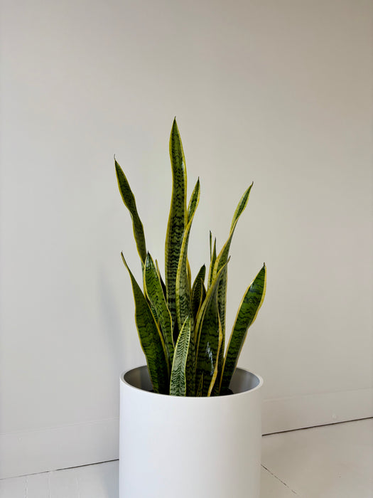 Potted snake plant on a white surface with a light gray background