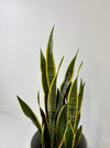 Potted snake plant against a white wall