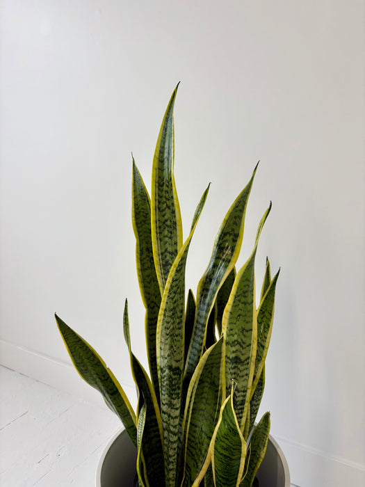 Potted snake plant against a white wall