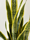 Close-up of a snake plant with green and yellow leaves on a light background