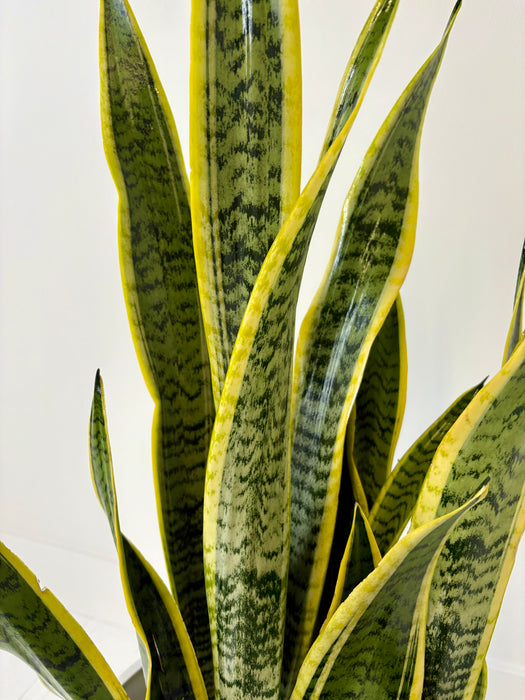 Close-up of a snake plant with green and yellow leaves on a light background