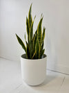 Potted snake plant on a white floor with a white wall background