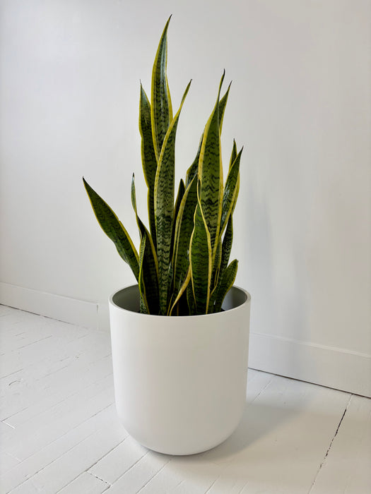 Potted snake plant on a white floor with a white wall background