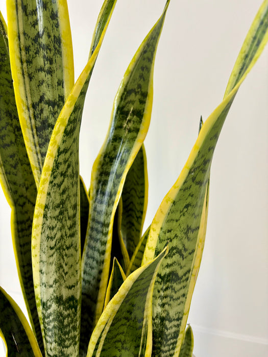 Close-up of a snake plant with green and yellow striped leaves on a white background
