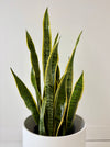 Potted snake plant with green and yellow leaves on a white background
